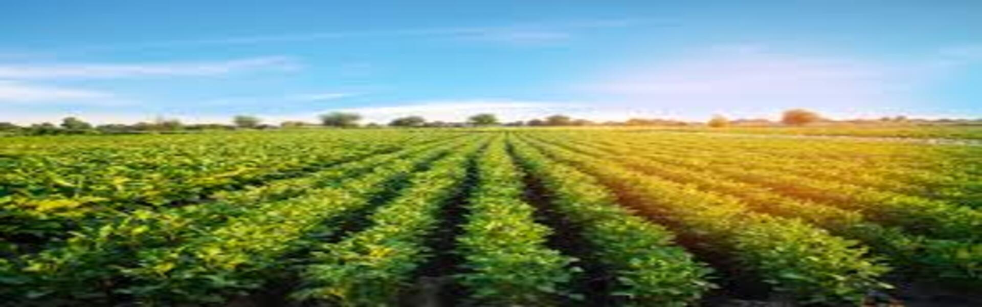 Plant Production bachelor