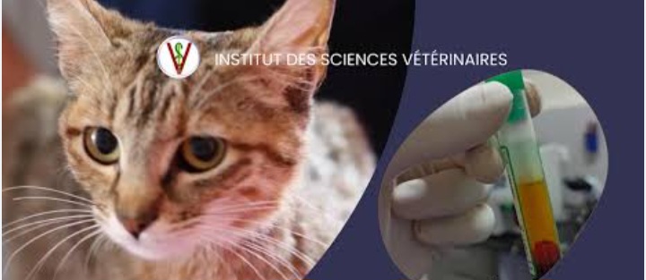 Doctor of Veterinary Medicine