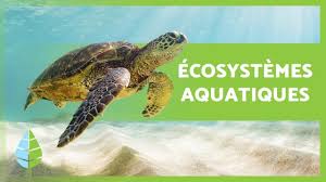 Aquatic ecosystems